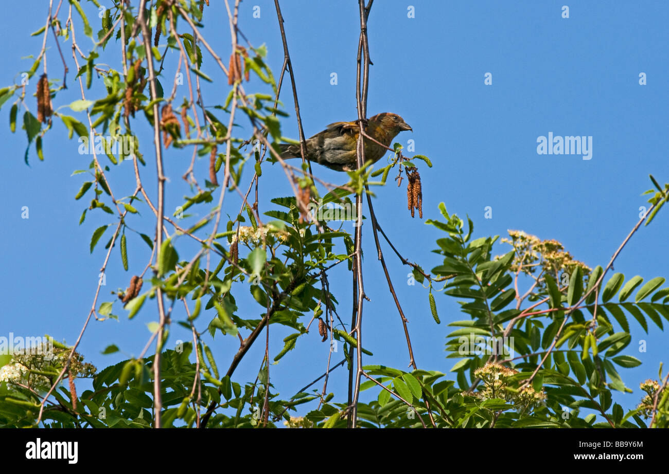 Grosebeak perché dans un arbre Banque D'Images