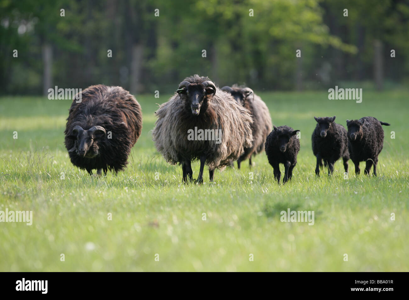 Moutons des Landes Banque D'Images