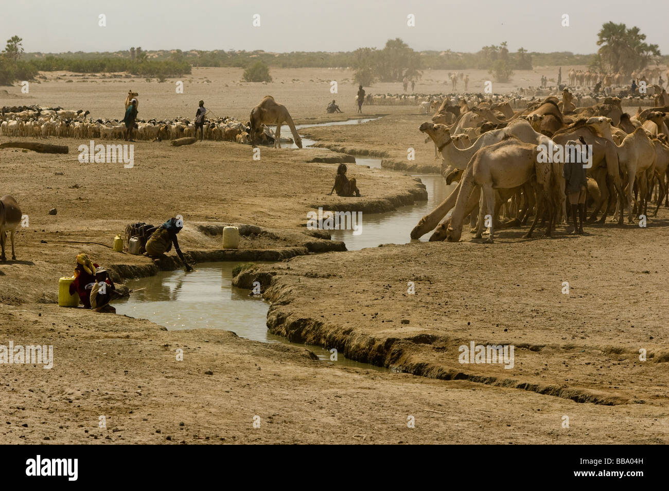 Les chameaux et Gabbra gosts arrosage à North Horr village, le nord du Kenya Banque D'Images