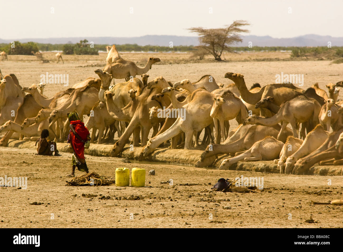 Gabbra personnes arroser les chameaux et les chèvres à North Horr village, le nord du Kenya Banque D'Images