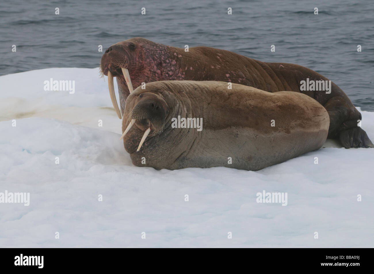 Couple de morse (Odobenus rosmarus) sur une pack de glace détachés de la banquise polaire Svalbard Banque D'Images