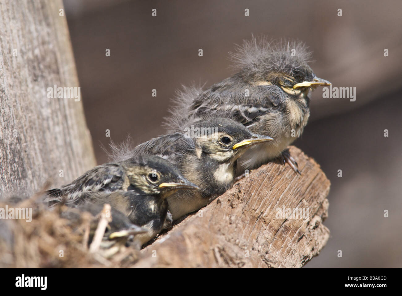 Les jeunes oiseaux de bébé naissant à propos de voler - ce sont des jeunes Bergeronnettes Pied Banque D'Images