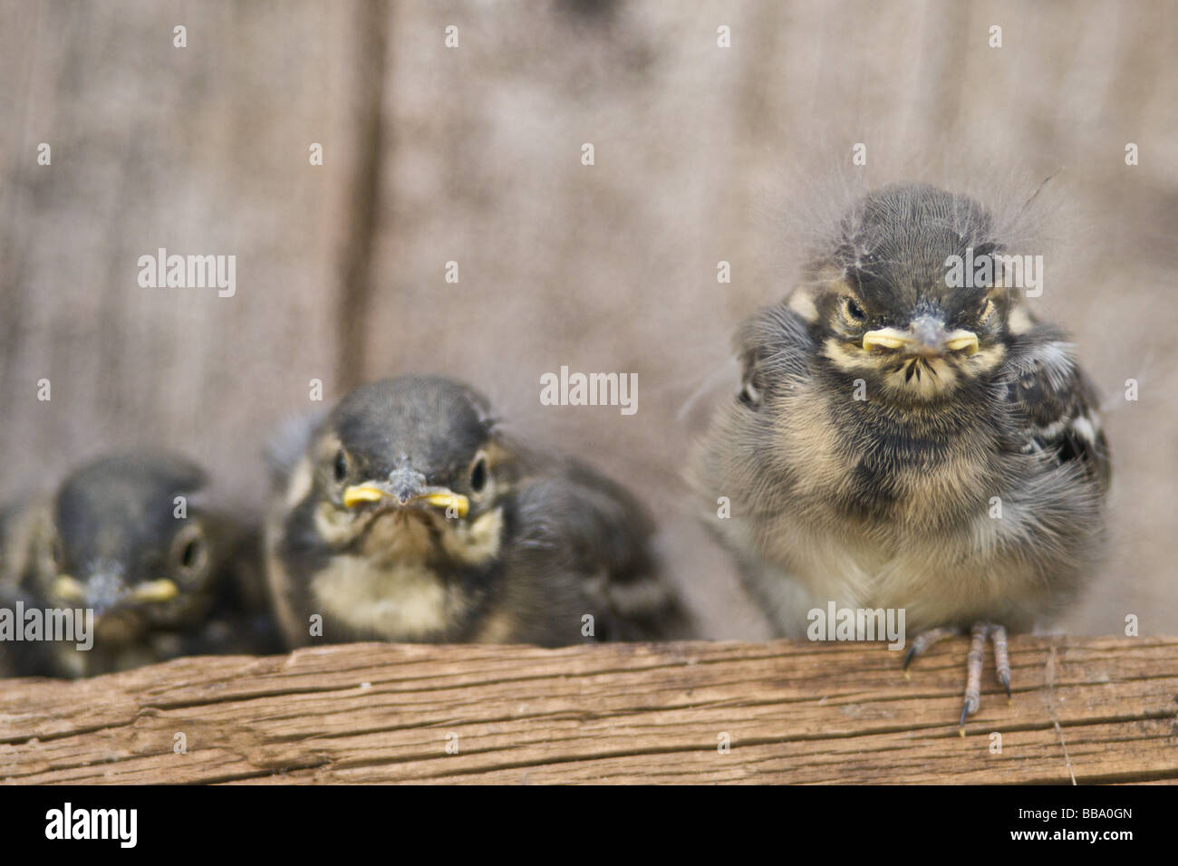 Les jeunes oiseaux de bébé naissant à propos de voler - ce sont des jeunes Bergeronnettes Pied Banque D'Images