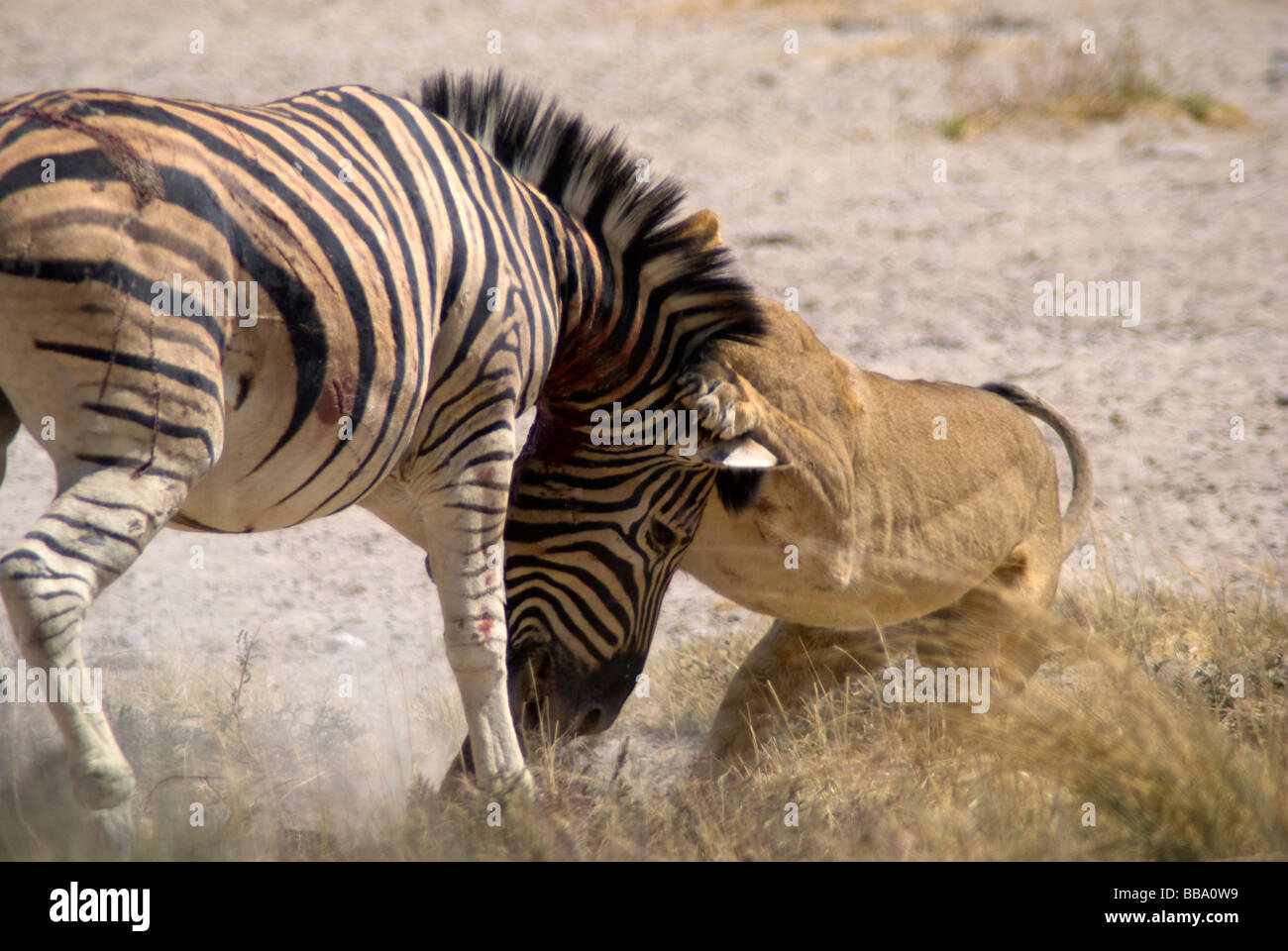 Tuer un zèbre à Lionness Salvadora waterhole, Etosha National Park, Namibie Banque D'Images