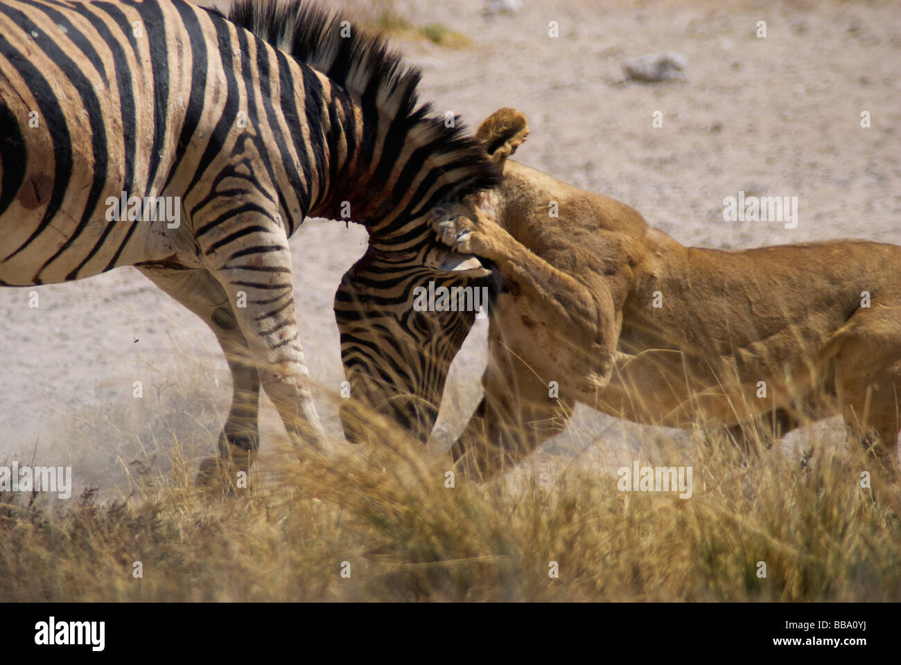 Tuer un zèbre sur Lionness Salvadora waterhole, Etosha National Park, Namibie Banque D'Images