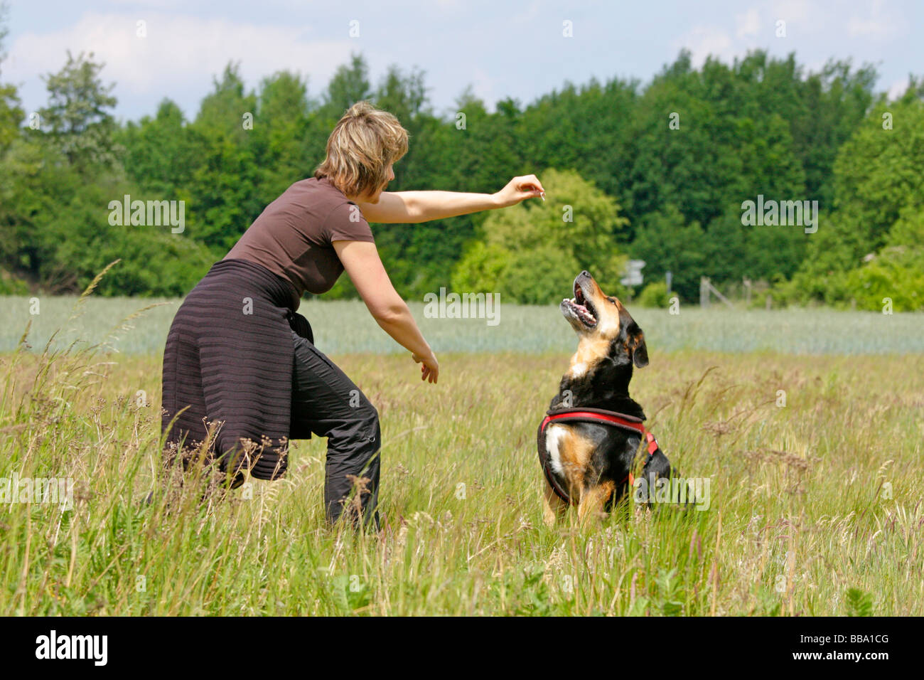 La formation d'une femme son chien Banque D'Images