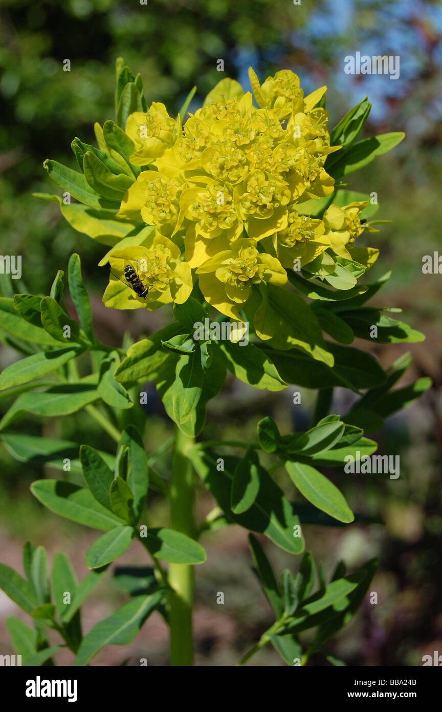 Euphorbia palustris Banque D'Images