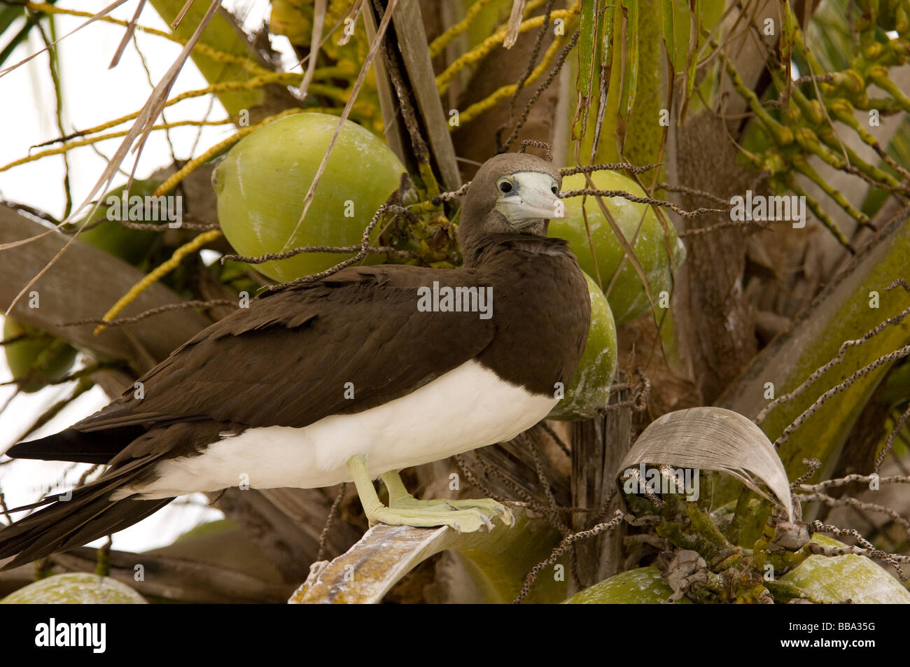 Fou brun Sula leucogaster dans coconut palm tree Clipperton Island France Mexique Banque D'Images