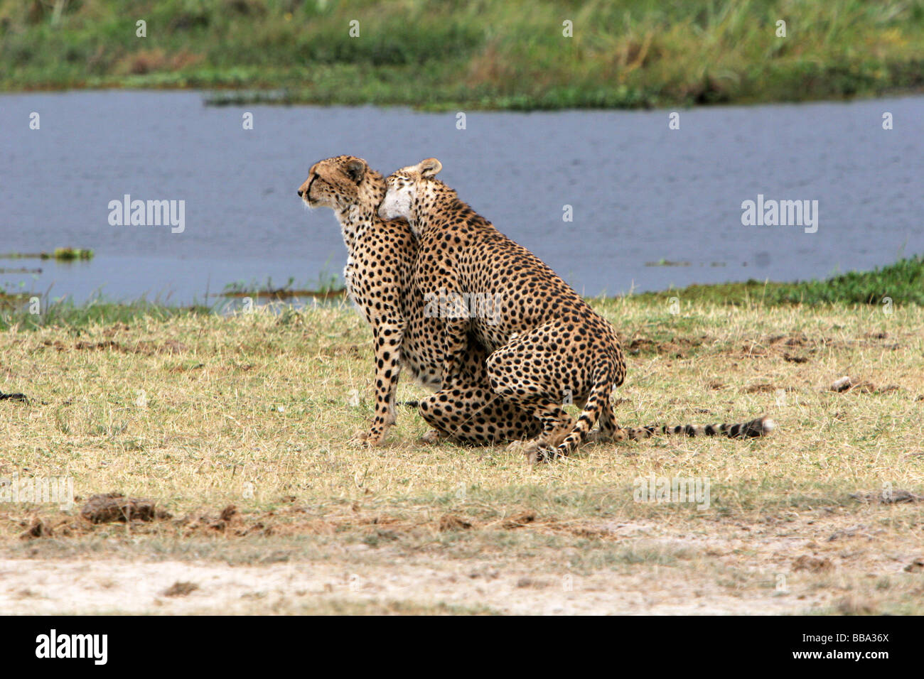 Une paire de guépards Acinonyx jubatus dans la parade nuptiale du Parc National d'Amboseli au Kenya Banque D'Images