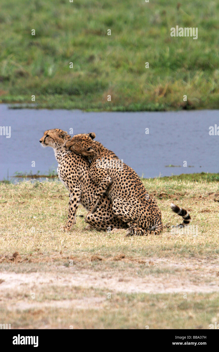 Une paire de guépards Acinonyx jubatus dans la parade nuptiale du Parc National d'Amboseli au Kenya Banque D'Images