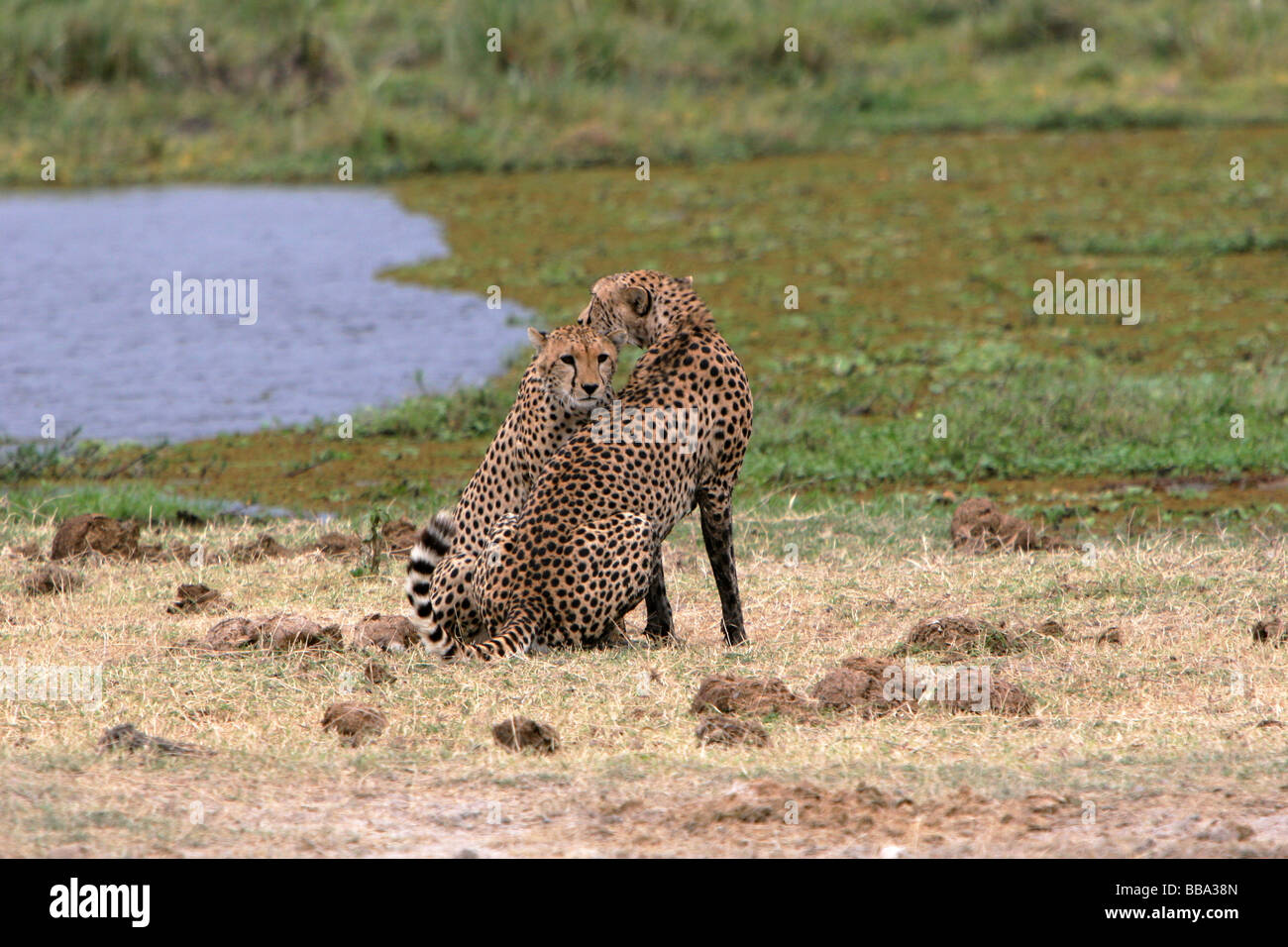 Une paire de guépards Acinonyx jubatus dans la parade nuptiale du Parc National d'Amboseli au Kenya Banque D'Images