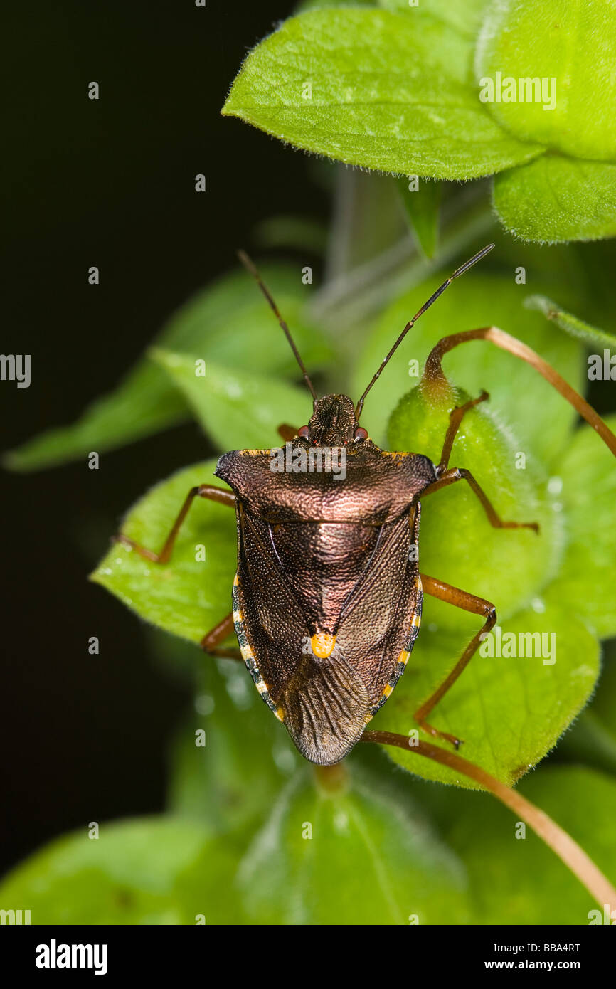 Bug de forêt (Pentatomidae : Pentatoma rufipes) Banque D'Images