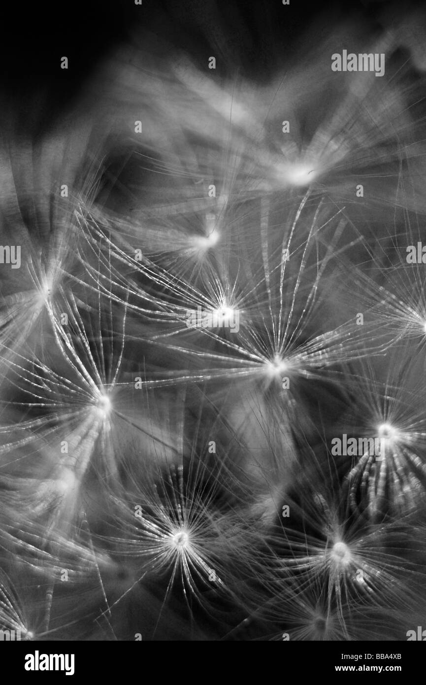 Close up d'danilion seeds en noir et blanc Banque D'Images