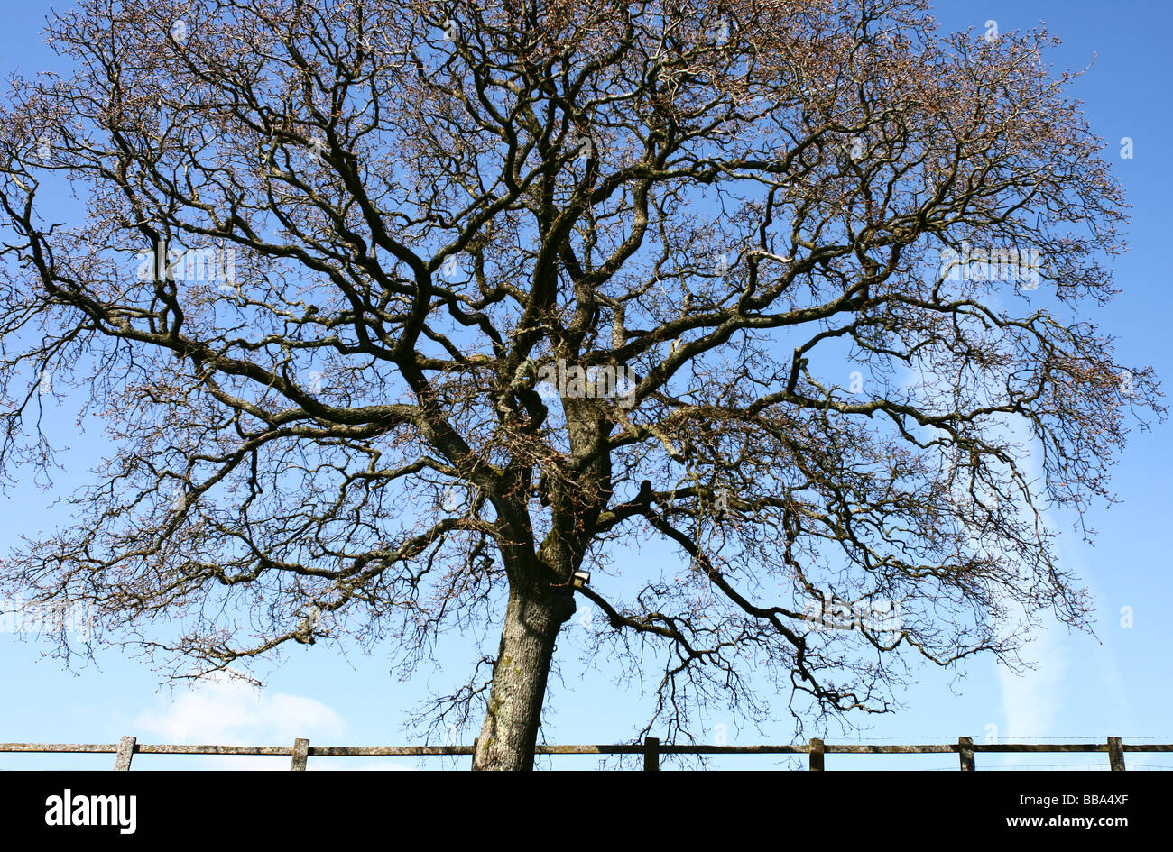 Arbre sans feuilles sur fond de ciel bleu, avec une clôture Banque D'Images