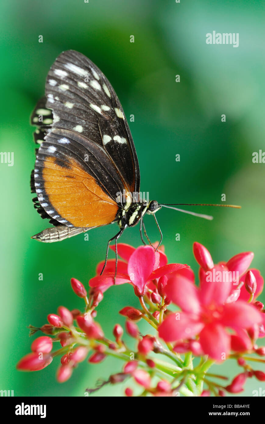 Papillon Monarque Danaus plexippus sur une fleur en été Banque D'Images