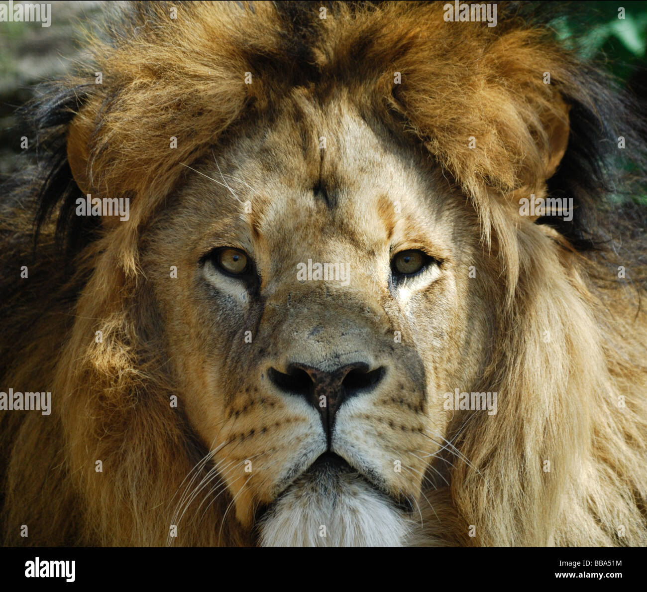 Libre d'un grand lion mâle d'afrique Banque D'Images