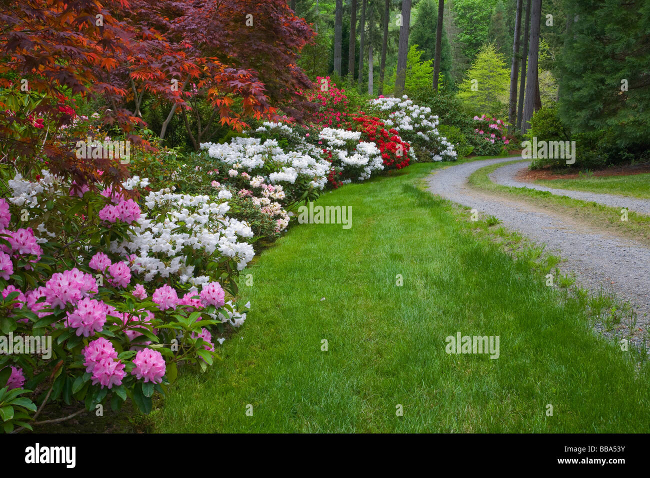 Nord-ouest pacifique jardin doté d'érables et de rhododendrons en fleurs le long d'une allée courbe sur Vashon Island, WA Banque D'Images Nord-ouest pacifique jardin doté d'érables et de rhododendrons en fleurs le long d'une allée courbe sur Vashon Island, WA Banque D'Images