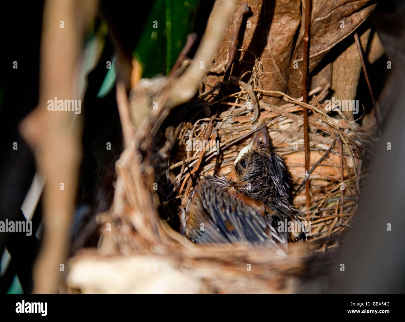 Oiseau dans nid Népal Katmandou Banque D'Images