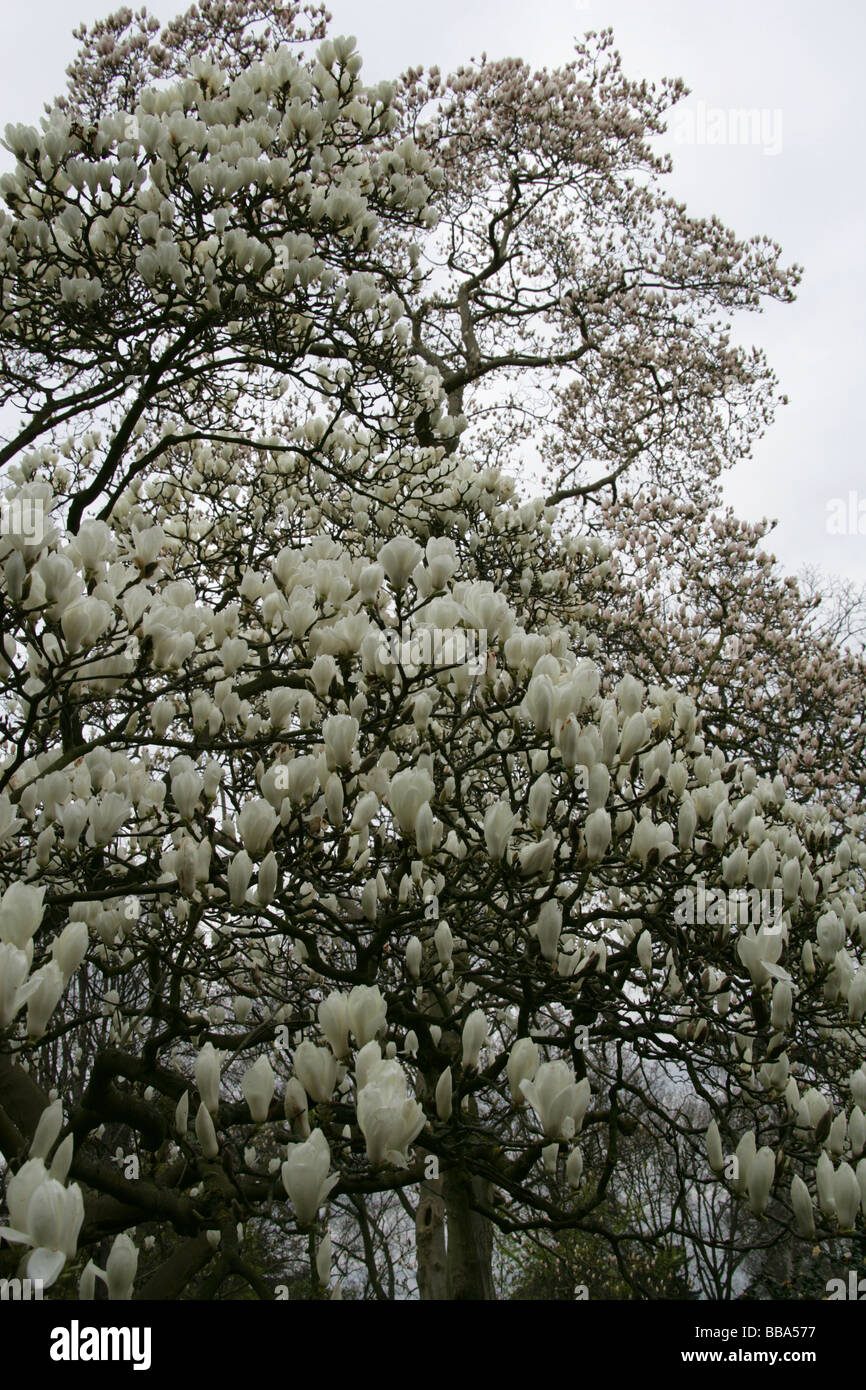 Yulan Magnolia, Magnolia denudata Magniolaceae, centrale et orientale, Chine Banque D'Images