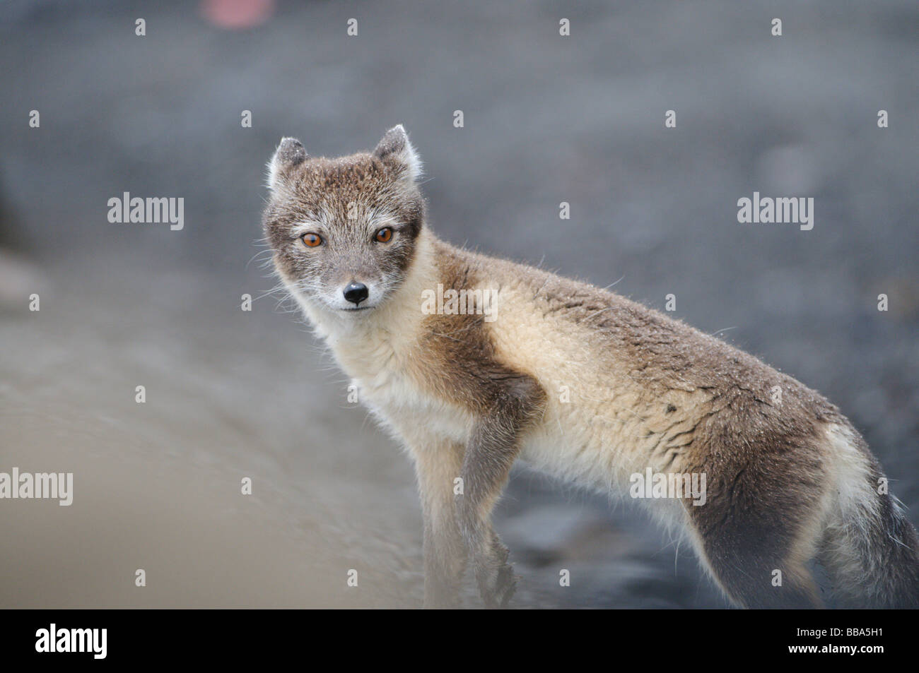 Le renard arctique (Vulpes lagopus en fourrure d'été en quête de nourriture Banque D'Images