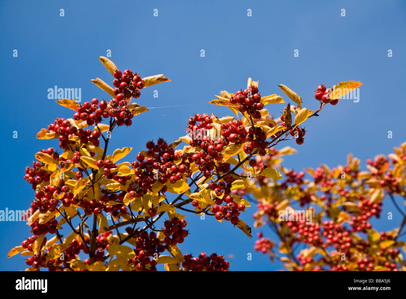 Les baies et les feuilles d'automne contre un ciel bleu Banque D'Images