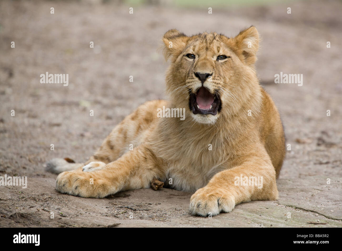 Jeune mâle rugissant lion - Panthera leo Banque D'Images