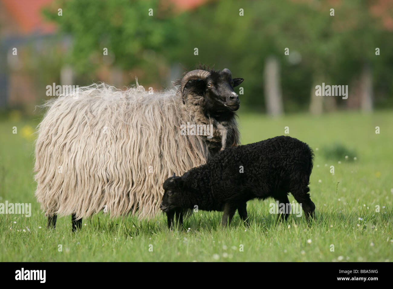 Deux Moutons Landes Banque D'Images