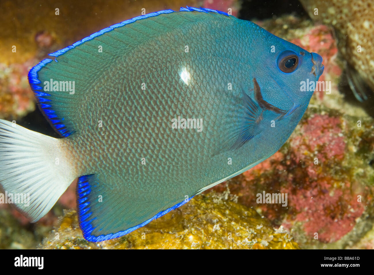 Angelfish Holacanthus limbaughi Clipperton endémique à l'île de Clipperton France Mexique Banque D'Images