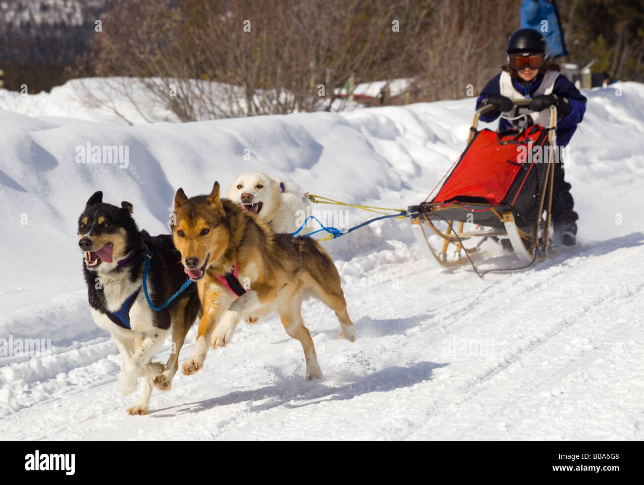 La conduite de l'enfant un chien de traîneau, de l'équipe des Huskies de l'Alaska, le cuivre courriers Twister Dog Sled Race, Territoire du Yukon, Canada Banque D'Images