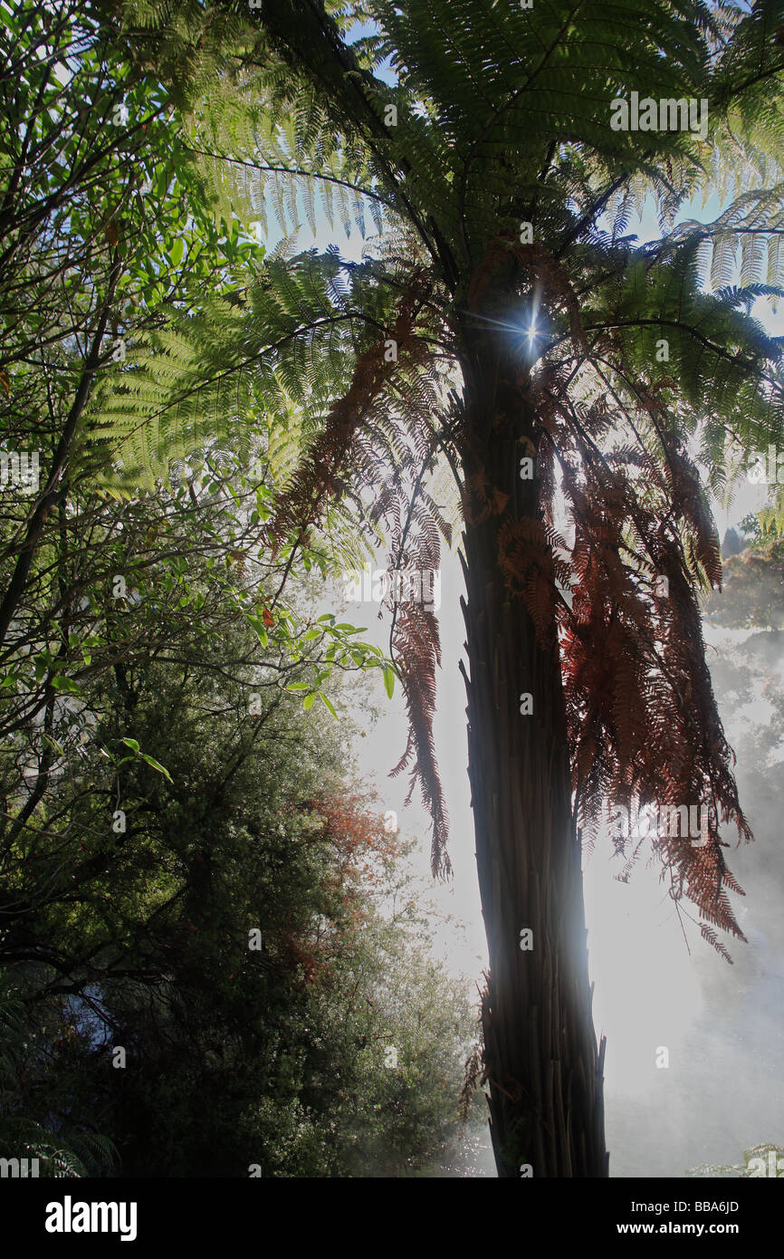 Ponga arbre sur un matin brumeux Banque D'Images