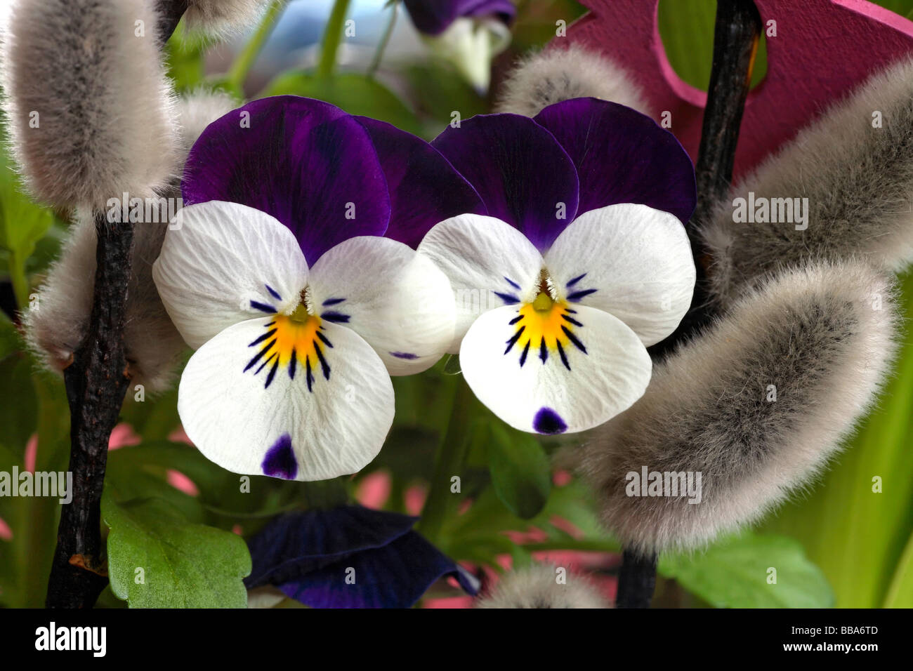 Viola Cornuta Pansy fleur cultivée Photo Stock - Alamy