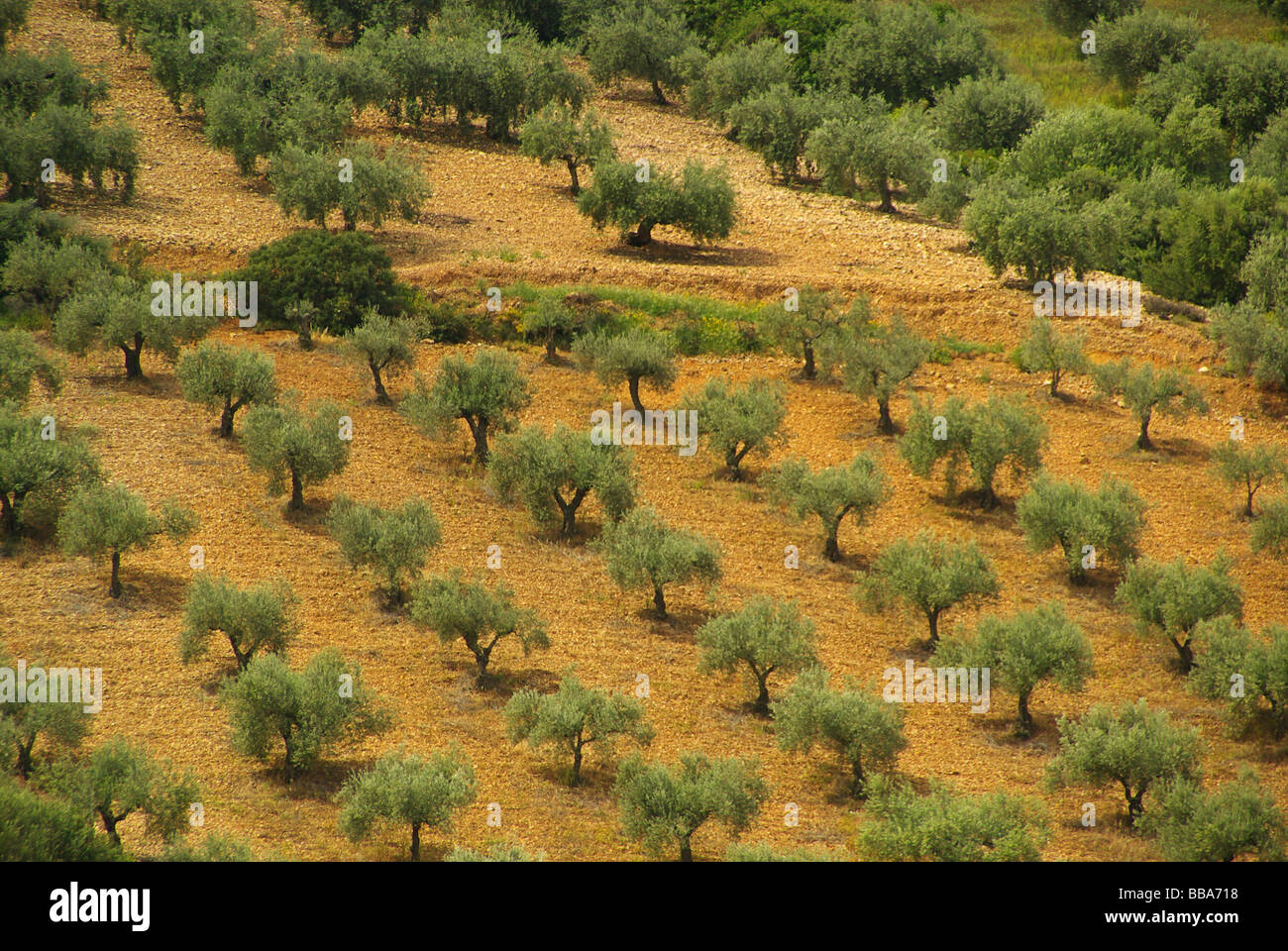 Olive Tree Olivenbaum 50 Banque D'Images