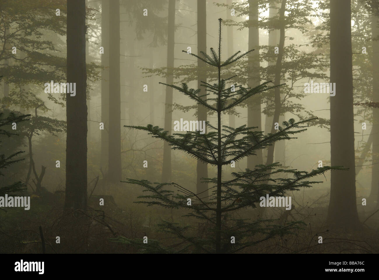 Wald im Nebel brouillard dans la forêt 06 Banque D'Images