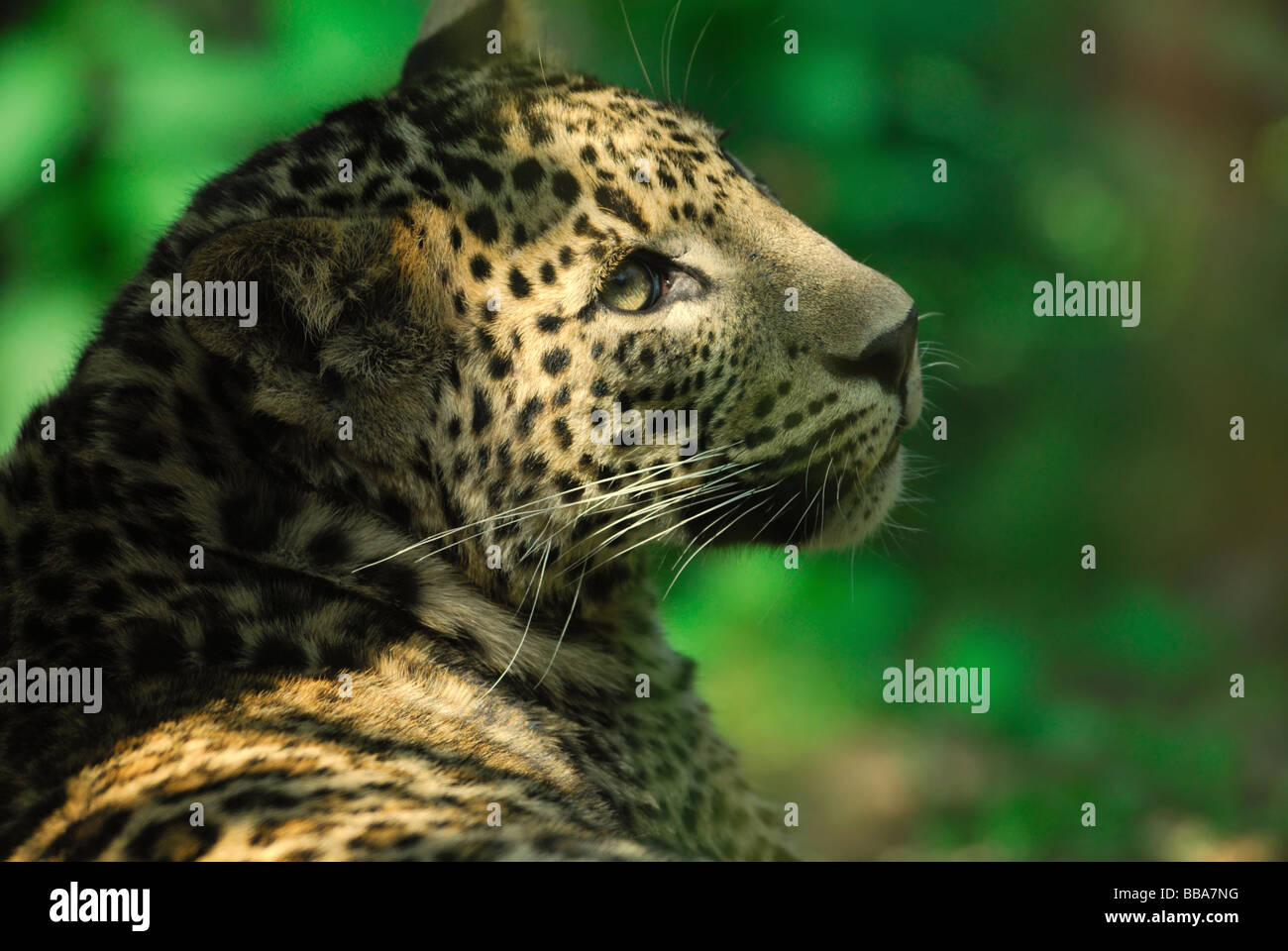 Sri Lanka le léopard Panthera pardus kotiya Banque D'Images