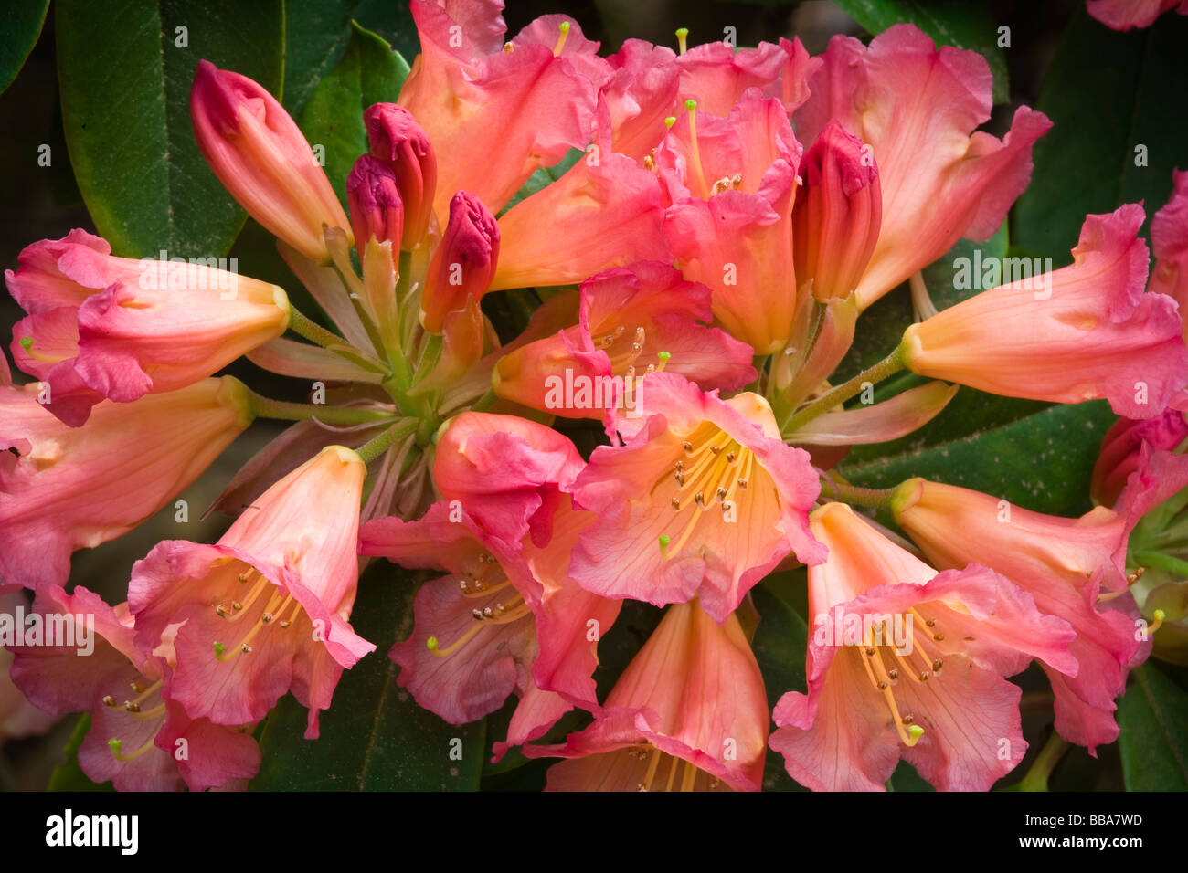 Détail fleur Rhododendron Marmelade unique dans un jardin du nord-ouest du Pacifique Banque D'Images Détail fleur Rhododendron Marmelade unique dans un jardin du nord-ouest du Pacifique Banque D'Images