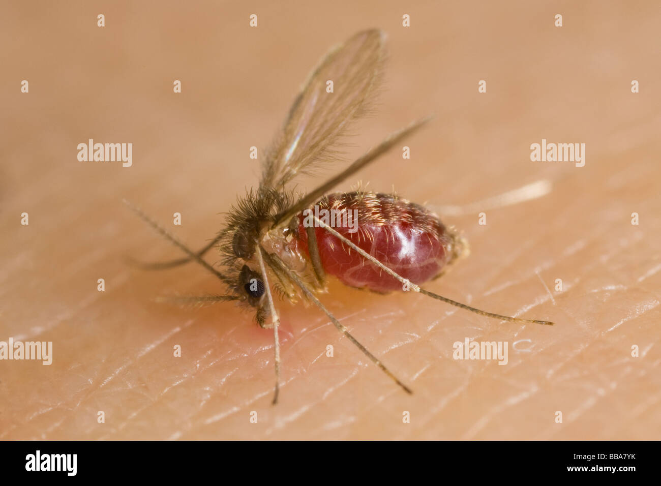 Phlébotome femelle (Lutzomyia longipalpis) mordant un bras humain avec l'abdomen plein de sang Banque D'Images