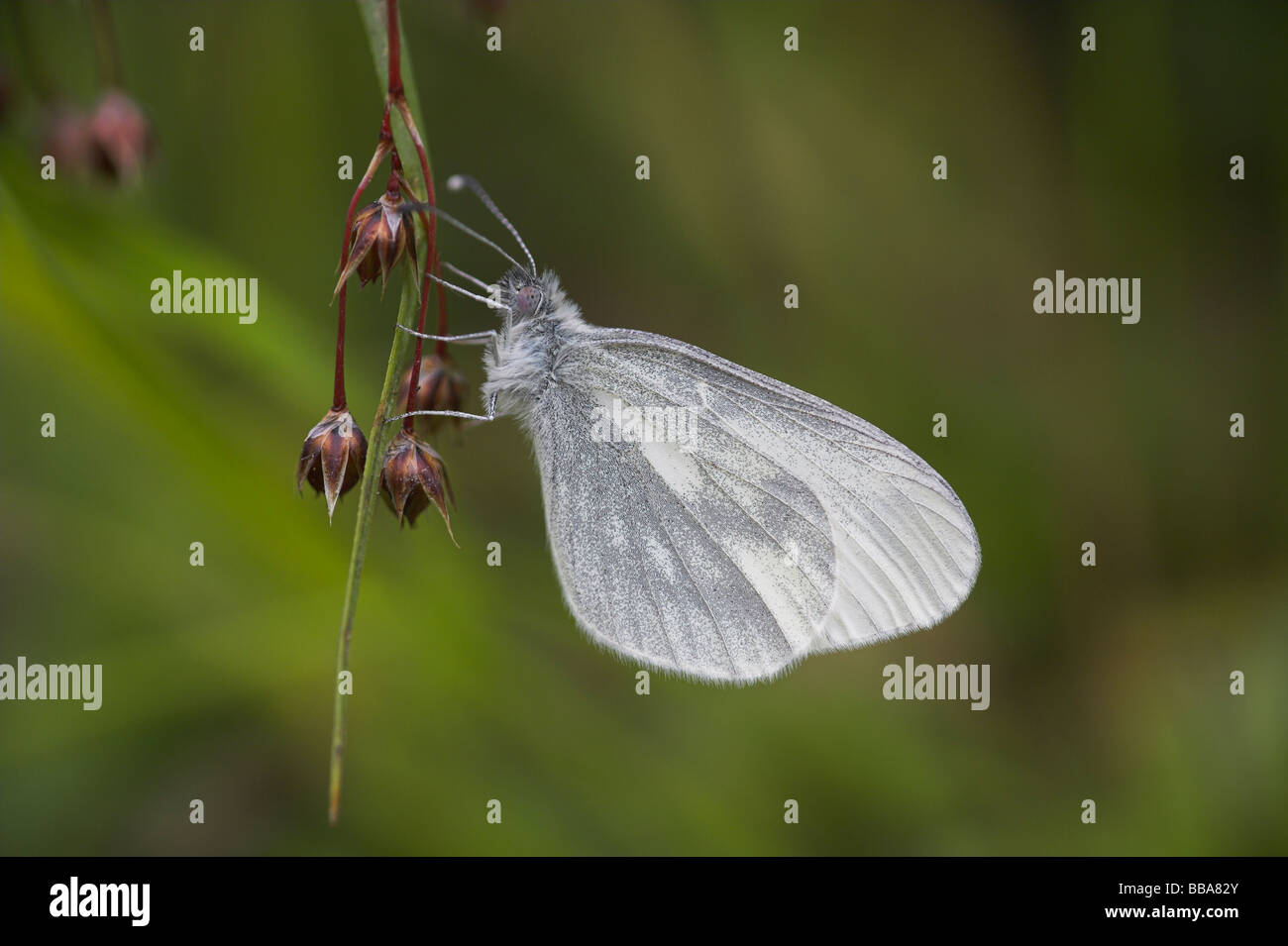 Bois Blanc Leptidea sinapis perché sur woodrush sp. Luzula sp. à bois Haugh, Herefordshire en mai. Banque D'Images