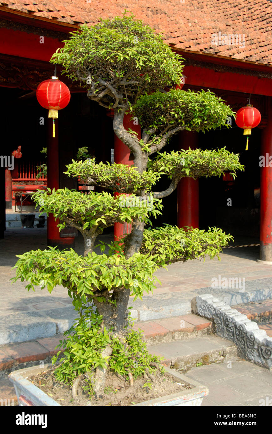 Vieille Université, Confucianisme, bonsaï arbre dans la cour devant le temple, Temple de la littérature, Hanoi, Vietnam, au sud-est Banque D'Images