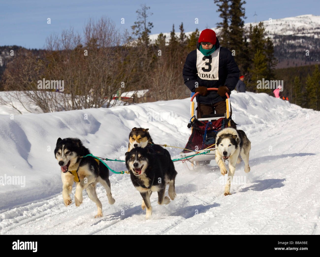 La Conduite De L Enfant Un Chien De Traineau De L Equipe Des Huskies De L Alaska Le Cuivre Courriers Twister Dog Sled Race Territoire Du Yukon Canada Photo Stock Alamy La Conduite De L Enfant Un Chien De Traineau De L Equipe Des Huskies De L Alaska Le Cuivre Courriers Twister Dog Sled Race Territoire Du Yukon Canada Photo Stock Alamy