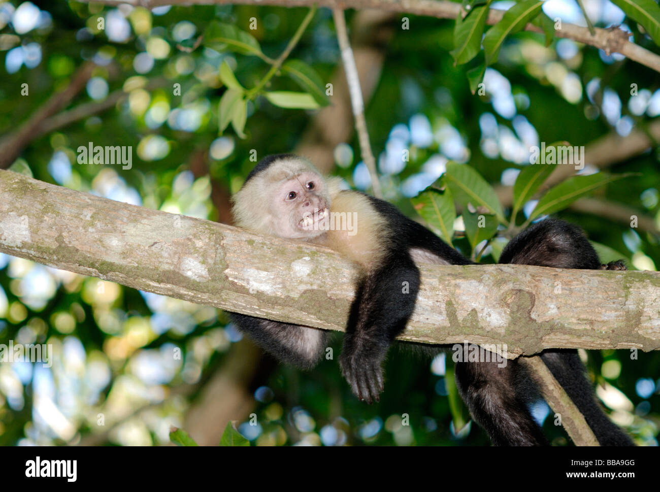 Singe capucin à face blanche, Costa Rica Banque D'Images