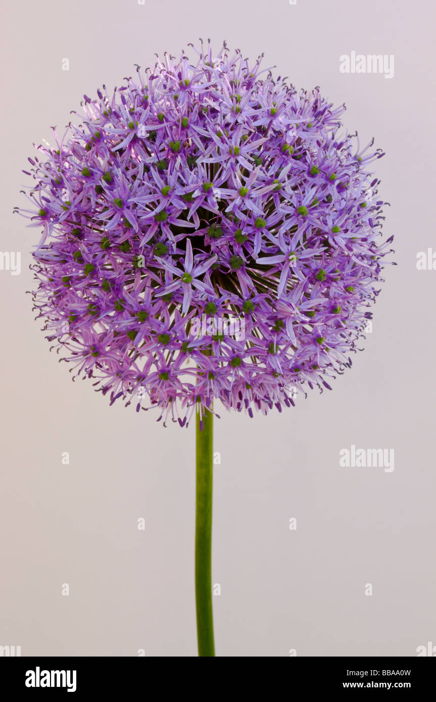 Un Allium violet en pleine floraison Banque D'Images
