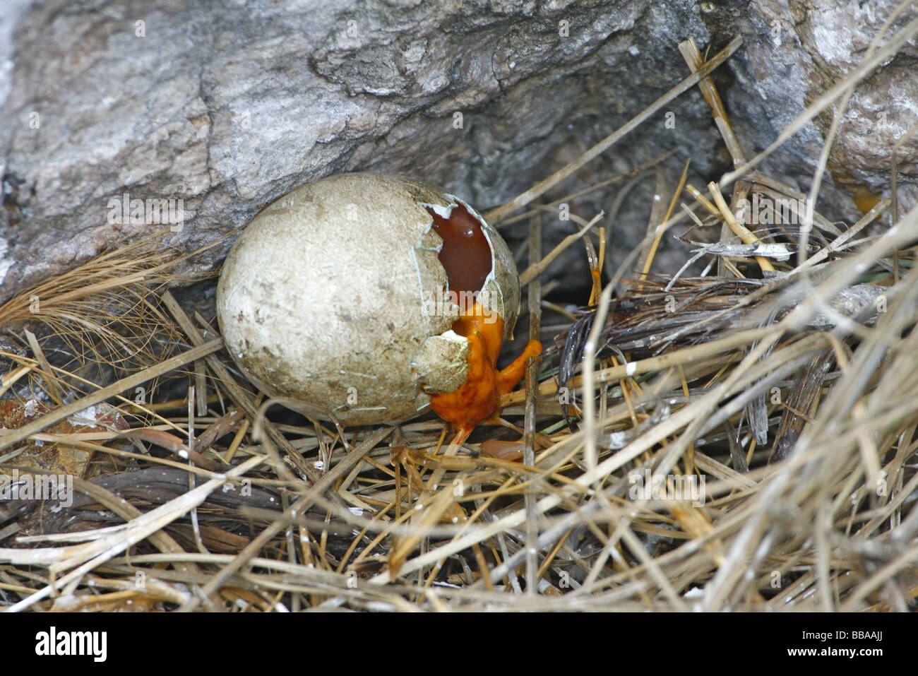 Blue-footed Booby egg Banque D'Images