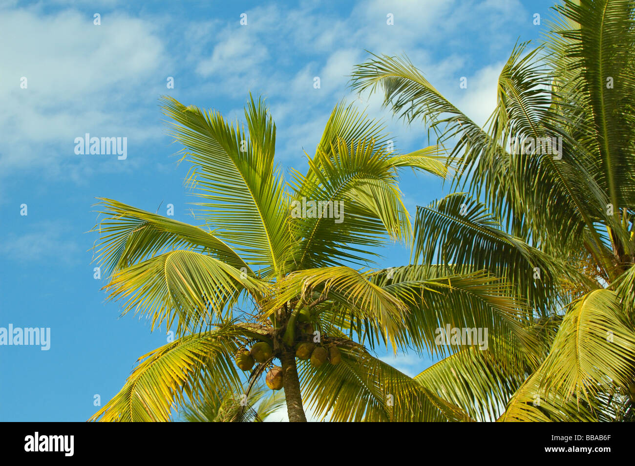 L'Inde, le Kerala, l'eau dormante. Palmiers, ciel bleu et nuages blancs dans les Backwaters. Aucun communiqué de presse disponible. Banque D'Images