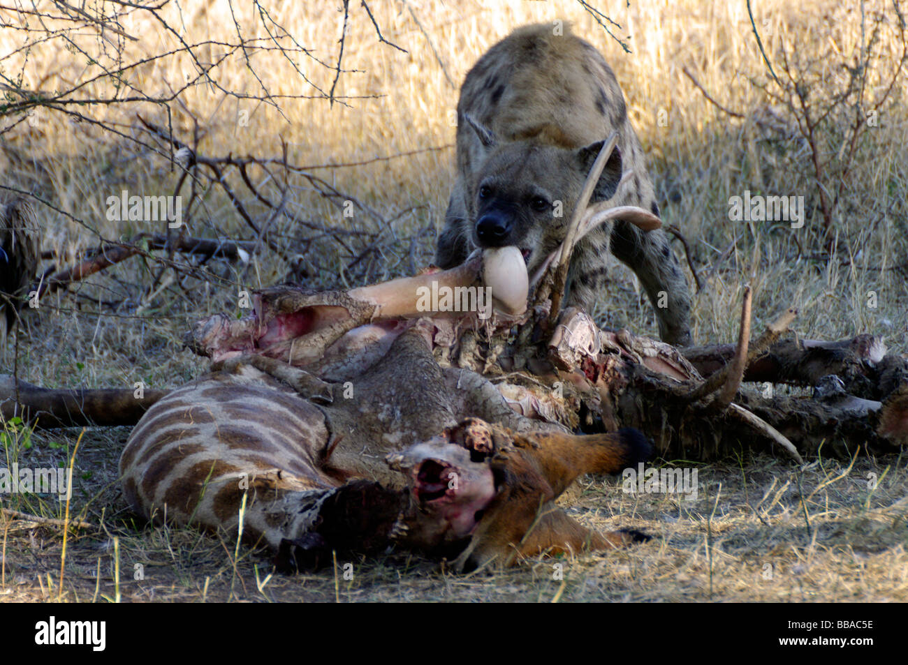 Une Hyène tachetée (Crocuta crocuta) arrêt d'évacuation les restes d'une carcasse de girafe dans le Parc National Kruger, Afrique du Sud Banque D'Images