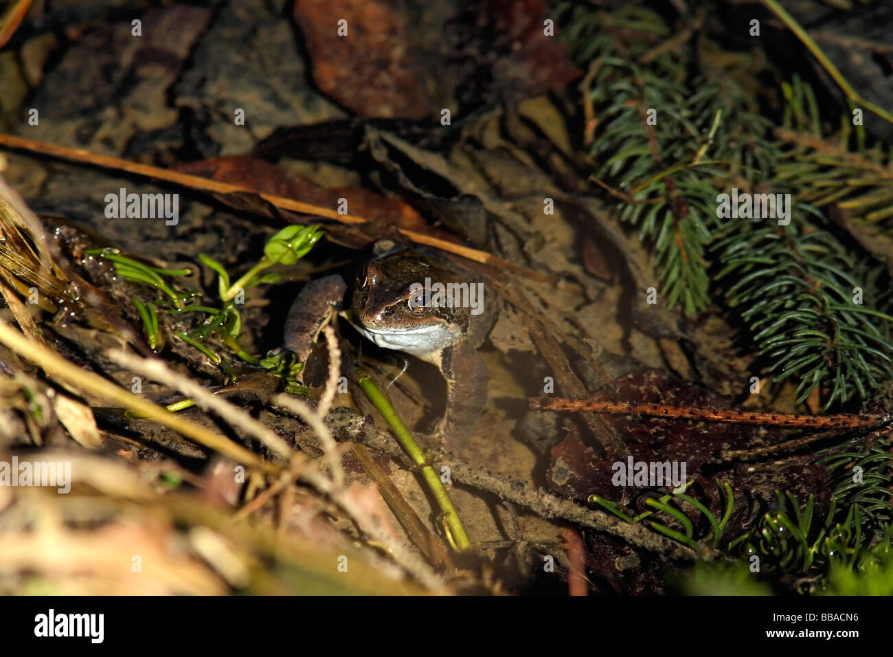 Rana temporaria Grenouille herbe Banque D'Images