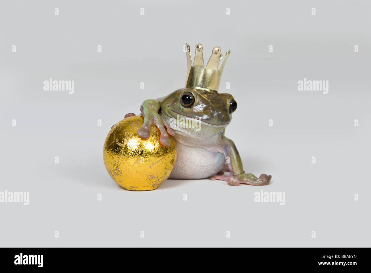 Le prince grenouille et ballon d'or, studio shot Banque D'Images