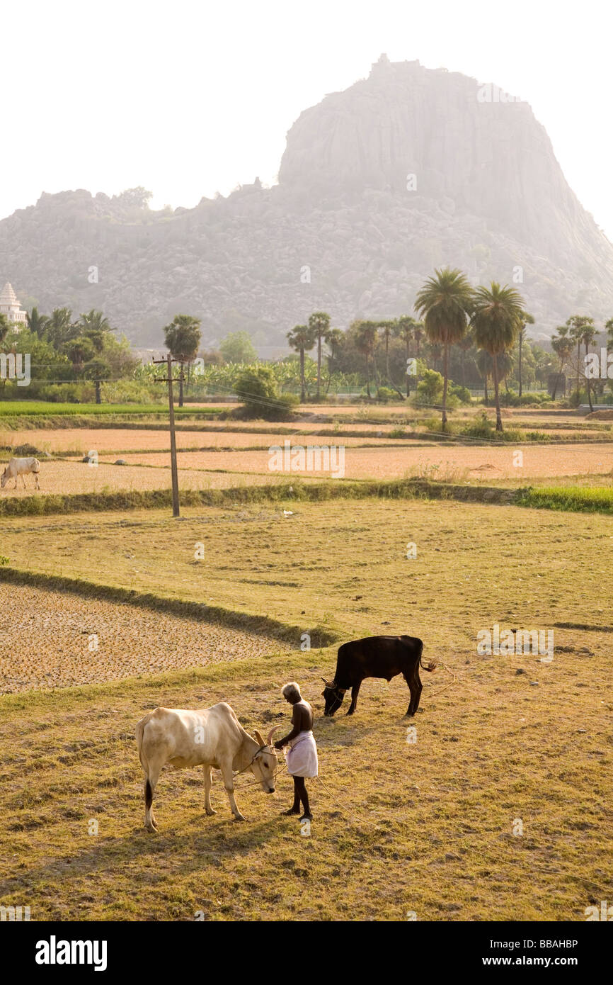 Un agriculteur vêtu d'un dhoti tend à son bétail dans le sud de l'Inde. Banque D'Images