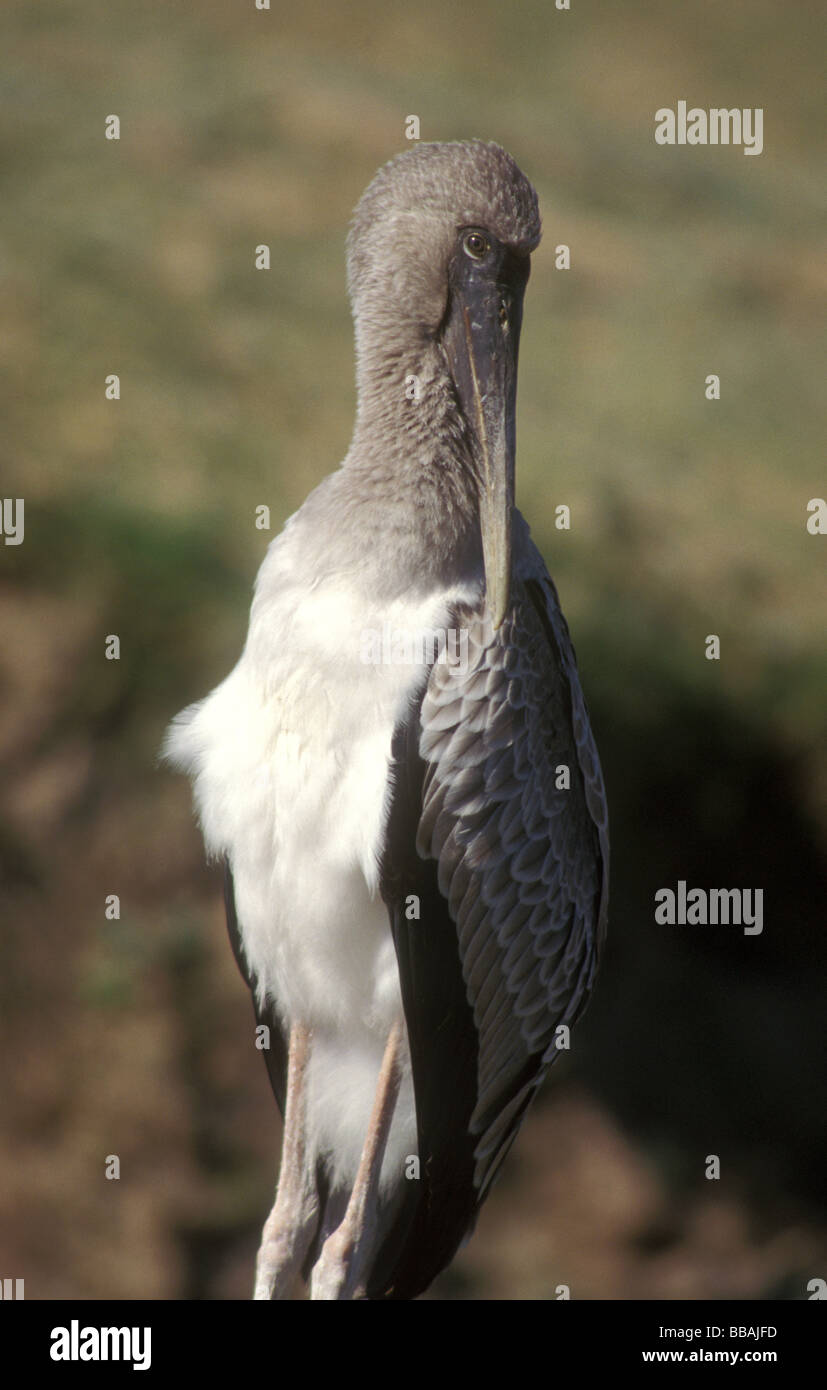 Les jeunes bec jaune du sud Luangwa Zambie Stork Banque D'Images