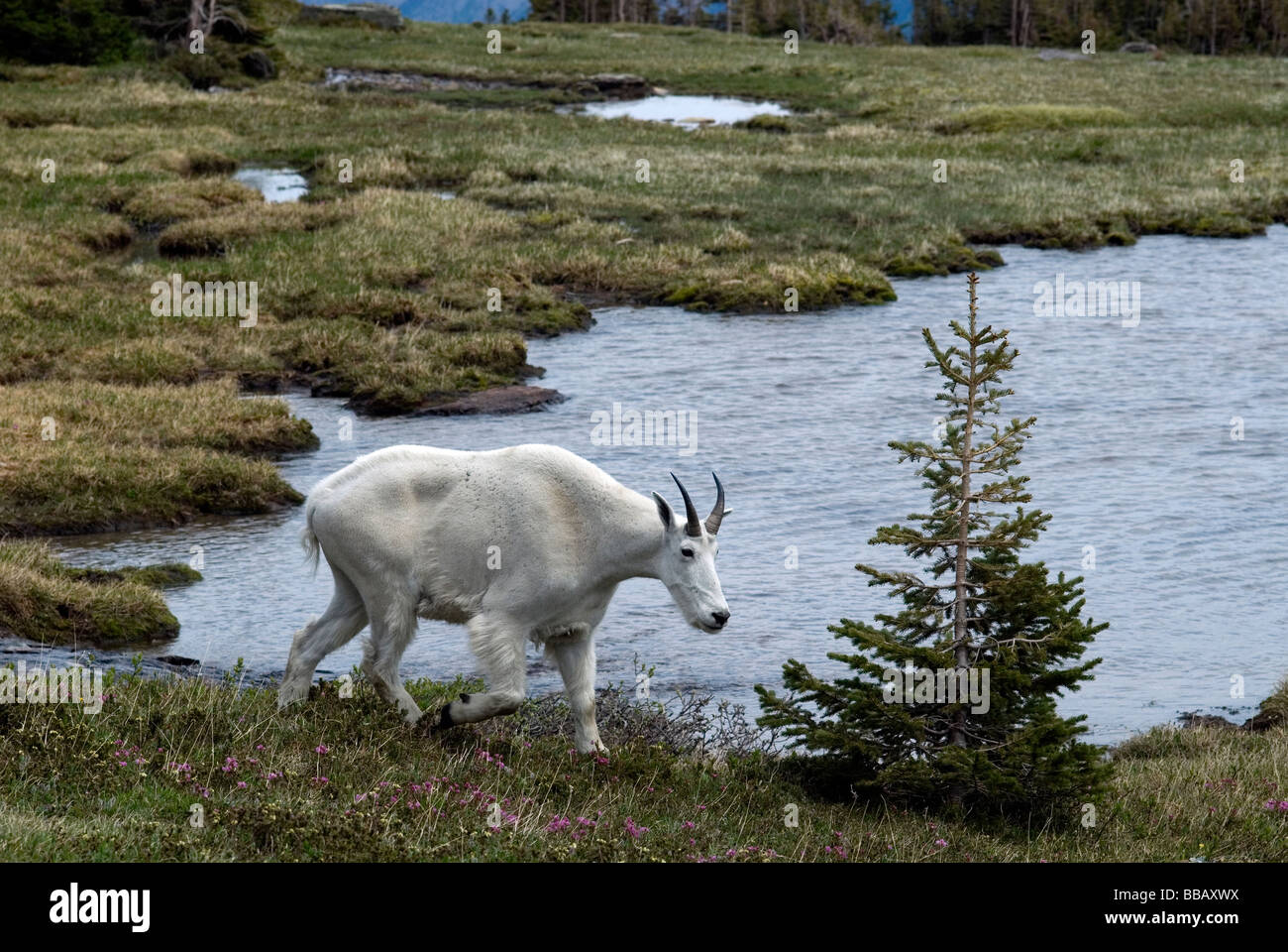 La Chèvre de montagne Oreamnos americanus Banque D'Images