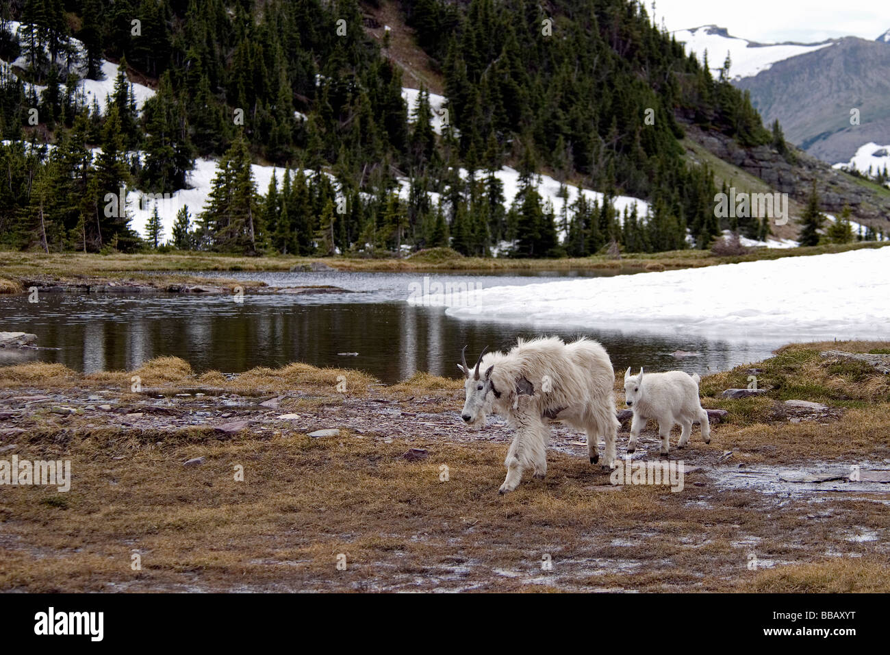 La Chèvre de montagne Oreamnos americanus Banque D'Images
